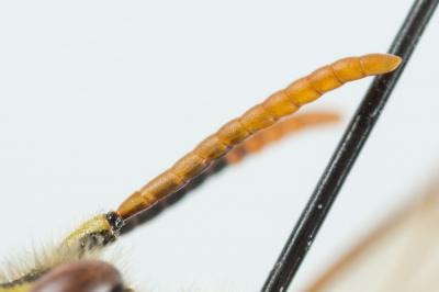  Nomada goodeniana (Kirby, 1802)