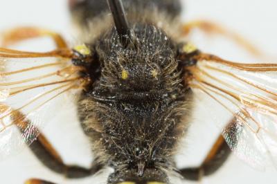  Nomada goodeniana (Kirby, 1802)