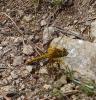 Sympétrum jaune d'or (Le) Sympetrum flaveolum (Linnaeus, 1758)