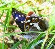 Grand mars changeant (Le), Grand Mars (Le), Chatoy Apatura iris (Linnaeus, 1758)