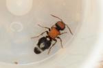  Ronisia brutia (Petagna, 1787)