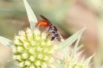  Sphecodes olivieri Lepeletier & Serville, 1825