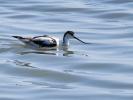 Avocette élégante Recurvirostra avosetta Linnaeus, 1758