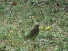 Pipit des arbres Anthus trivialis (Linnaeus, 1758)