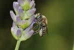  Megachile pilidens Alfken, 1924