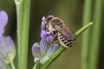  Megachile pilidens Alfken, 1924