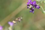 Megachile pilidens Alfken, 1924