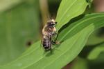  Megachile willughbiella (Kirby, 1802)