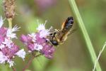  Megachile willughbiella (Kirby, 1802)