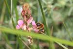  Osmia aurulenta (Panzer, 1799)