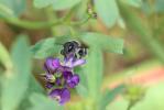  Osmia caerulescens (Linnaeus, 1758)