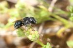  Osmia caerulescens (Linnaeus, 1758)