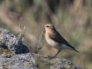 Oenanthe oenanthe oenanthe (Linnaeus, 1758)