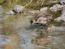 Poule-d'eau, Gallinule poule-d'eau Gallinula chloropus (Linnaeus, 1758)