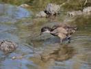 Poule-d'eau, Gallinule poule-d'eau Gallinula chloropus (Linnaeus, 1758)