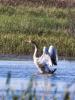 Cygne tuberculé Cygnus olor (Gmelin, 1803)