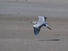 Héron cendré Ardea cinerea Linnaeus, 1758