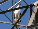Cigogne blanche Ciconia ciconia (Linnaeus, 1758)