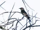 Gobemouche gris Muscicapa striata (Pallas, 1764)