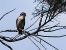 Gobemouche gris Muscicapa striata (Pallas, 1764)