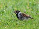 Bruant des roseaux Emberiza schoeniclus (Linnaeus, 1758)