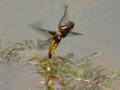 Libellule déprimée (La) Libellula depressa Linnaeus, 1758