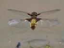Libellule déprimée (La) Libellula depressa Linnaeus, 1758