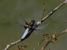 Libellule déprimée (La) Libellula depressa Linnaeus, 1758