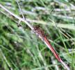 Sympétrum méridional (Le) Sympetrum meridionale (Selys, 1841)