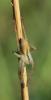  Micrommata ligurinum (C. L. Koch, 1845)