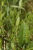 Genêt des teinturiers, Petit Genêt Genista tinctoria L., 1753