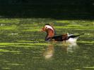 Canard mandarin Aix galericulata (Linnaeus, 1758)