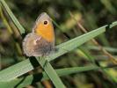 Fadet commun (Le), Procris (Le), Petit Papillon de Coenonympha pamphilus (Linnaeus, 1758)