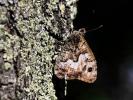 Agreste (L') Hipparchia semele (Linnaeus, 1758)