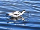 Avocette élégante Recurvirostra avosetta Linnaeus, 1758