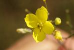 Diplotaxe vulgaire, Roquette jaune Diplotaxis tenuifolia (L.) DC., 1821