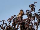 Pinson des arbres Fringilla coelebs Linnaeus, 1758