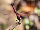 Trithémis annelé (Le) Trithemis annulata (Palisot de Beauvois, 1807)