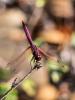 Trithémis annelé (Le) Trithemis annulata (Palisot de Beauvois, 1807)