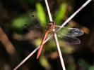 Sympétrum méridional (Le) Sympetrum meridionale (Selys, 1841)