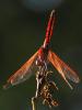 Trithémis annelé (Le) Trithemis annulata (Palisot de Beauvois, 1807)