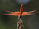 Trithémis annelé (Le) Trithemis annulata (Palisot de Beauvois, 1807)