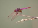  Trithemis annulata haematina (Rambur, 1842)