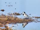 Bergeronnette grise Motacilla alba Linnaeus, 1758