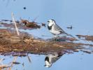 Bergeronnette grise Motacilla alba Linnaeus, 1758