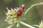  Macrosiagon bimaculata (Fabricius, 1787)