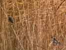 Bruant des roseaux Emberiza schoeniclus (Linnaeus, 1758)