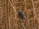 Bruant des roseaux Emberiza schoeniclus (Linnaeus, 1758)