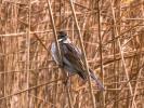 Bruant des roseaux Emberiza schoeniclus (Linnaeus, 1758)