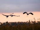 Grue cendrée Grus grus (Linnaeus, 1758)